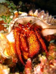 Hermit Crab- This shot was taken during a night dive in C... by Vladimir Bravo 